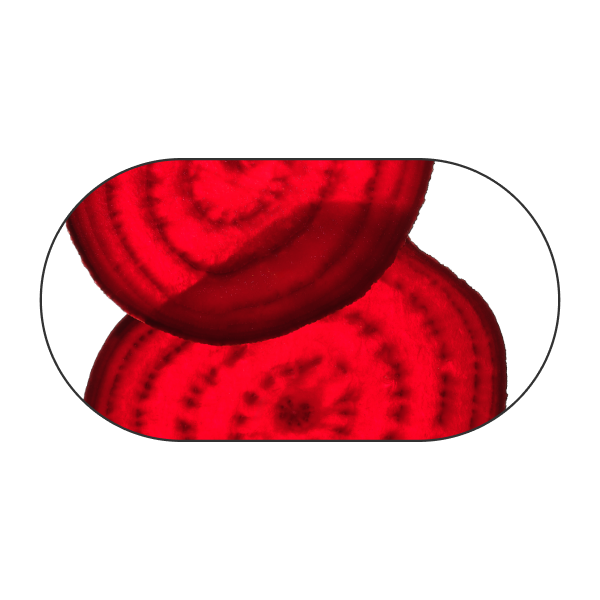 Beetroot