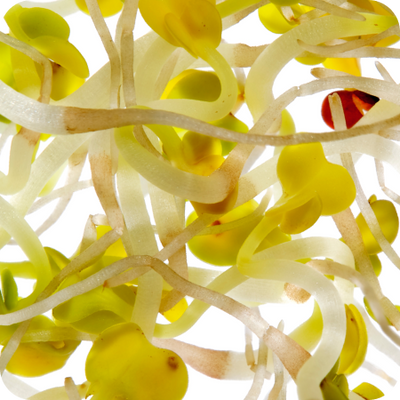 Broccoli sprouts