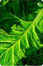 Kale
