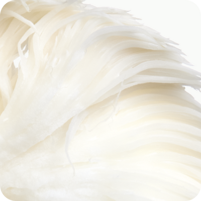 Lion’s mane mushroom mycelium