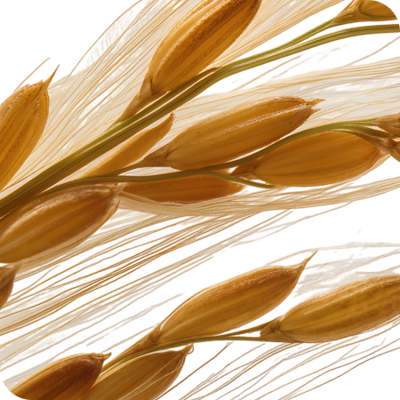 Rice protein