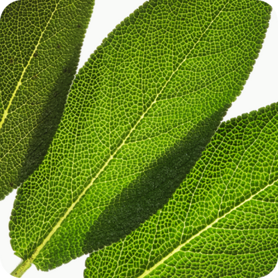 Sage