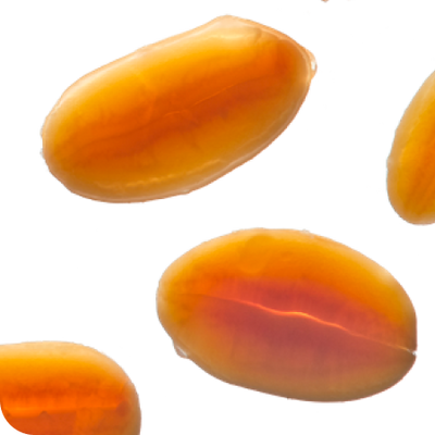 Water-washed soy